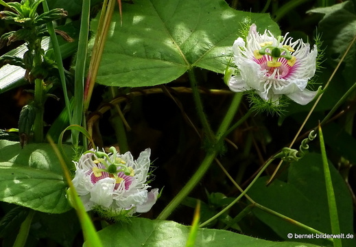 16-12-23-melaka-gardencity-003