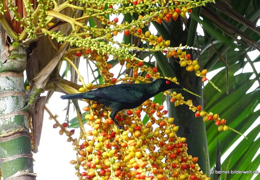 16-12-24-melaka-unbekannter vogel-