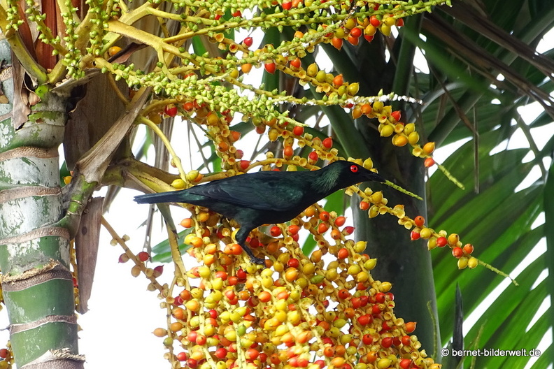 16-12-24-melaka-unbekannter vogel-.jpg