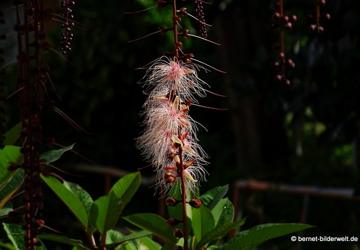 17-01-20-ipoh-gunung rapat-012