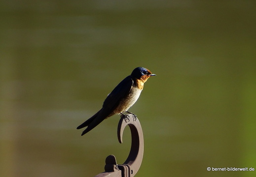 17-01-22-kk-am sungai perak-080