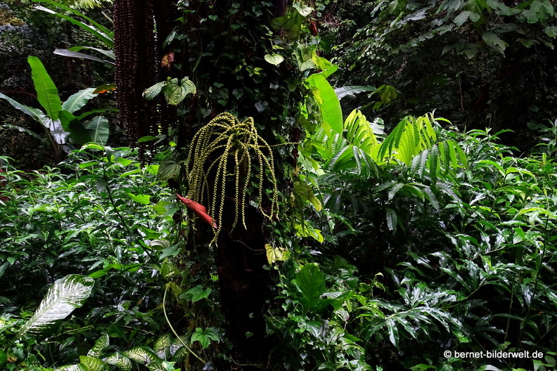 16-02-11-penang-botanischer garten-002.JPG