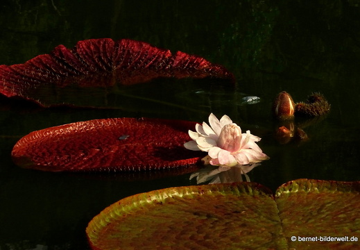 16-02-11-penang-botanischer garten-127
