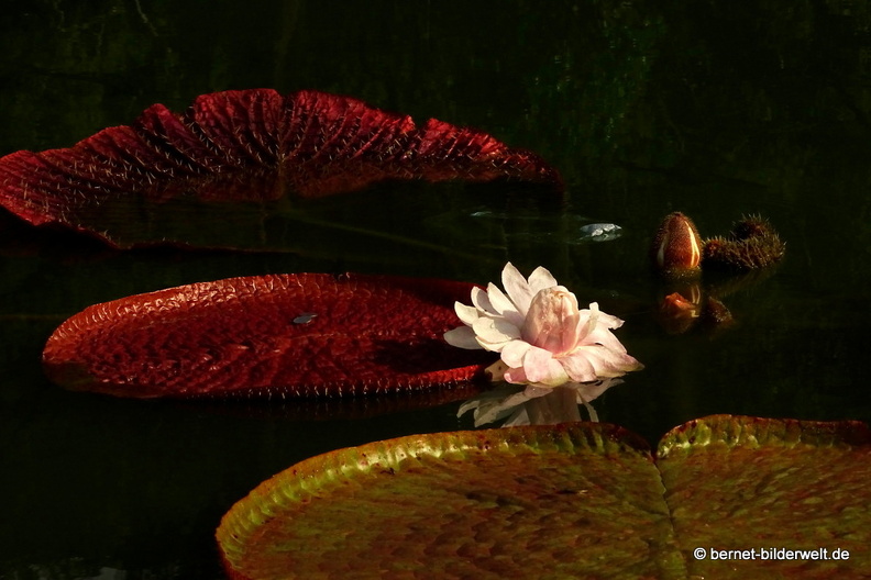 16-02-11-penang-botanischer garten-127.JPG