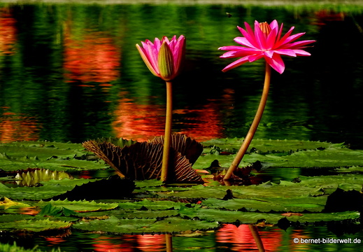 16-02-11-penang-botanischer garten-122