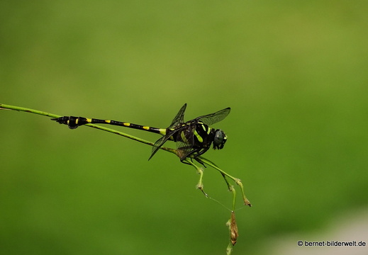 16-02-11-penang-botanischer garten-163