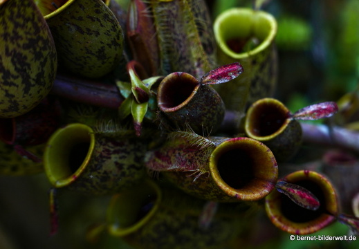 17-02-15-penang hill-099