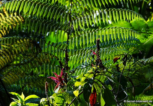 17-02-15-penang hill-113