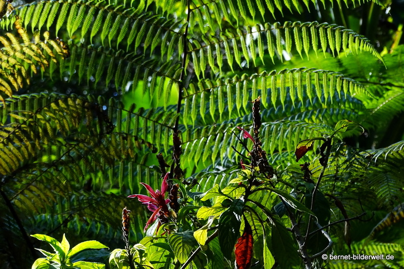 17-02-15-penang hill-113.JPG