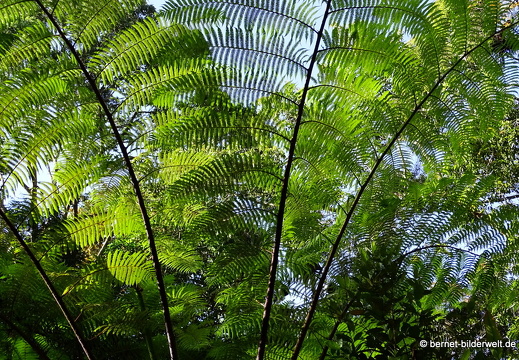 17-02-15-penang hill-114