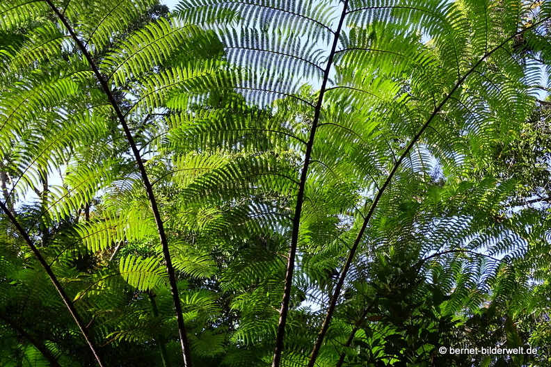 17-02-15-penang hill-114.JPG