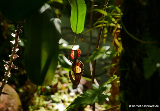 17-02-15-penang hill-135