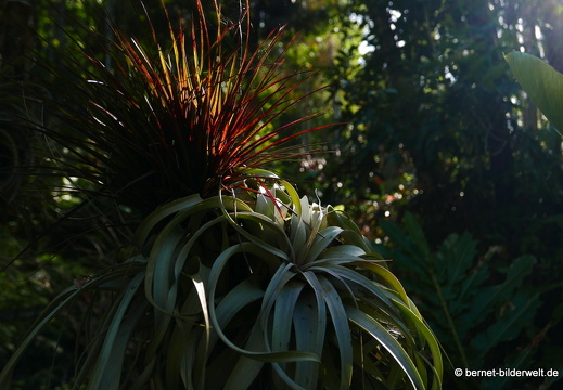 17-02-15-penang hill-154