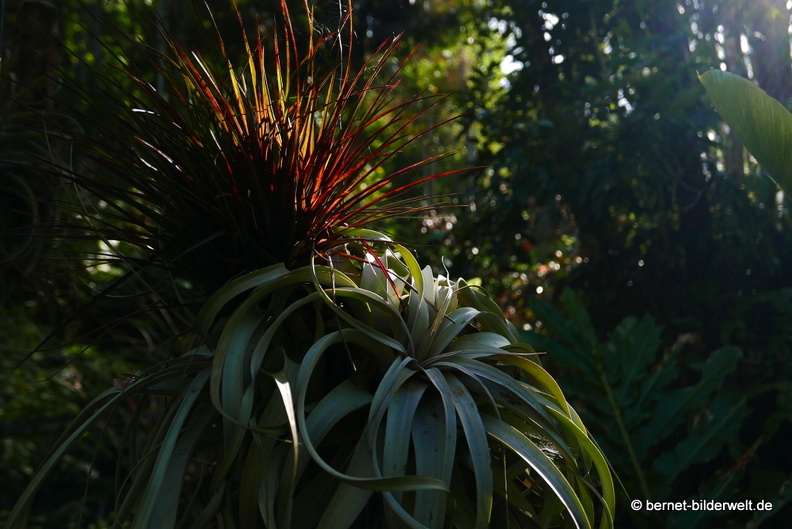 17-02-15-penang hill-154.JPG