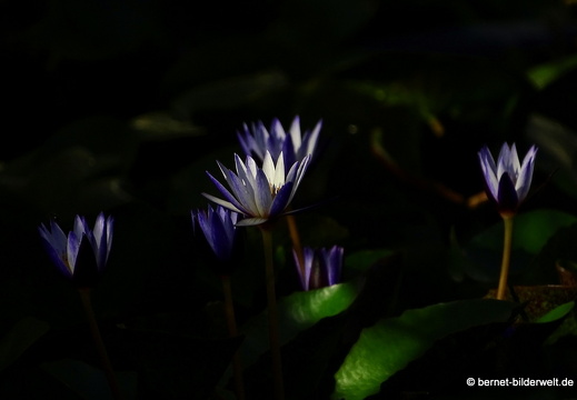 17-02-16-kekloksi-temple-lotusbluete-004