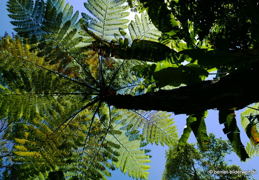 17-02-17-penanghill-thehabitat-092