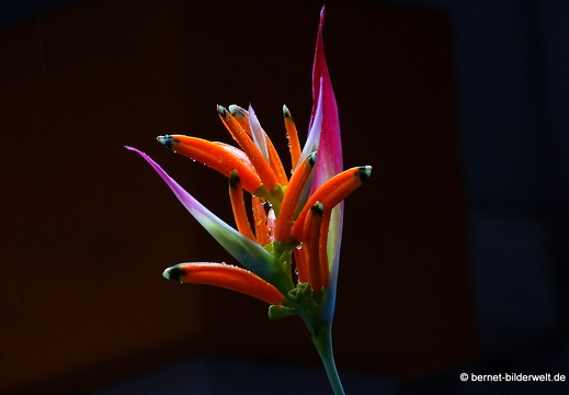 17-02-21-pinnacleduxton-umgebung-066