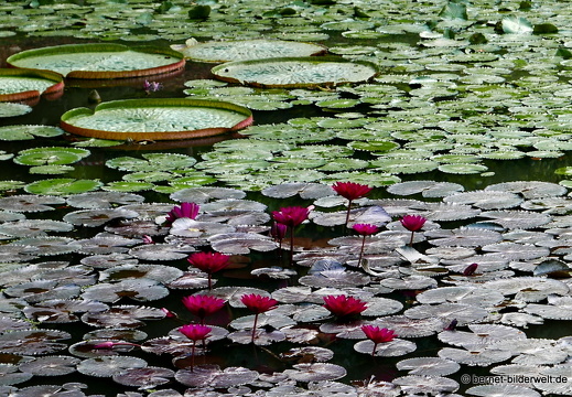 17-02-21-singapur-botanischergarten-029