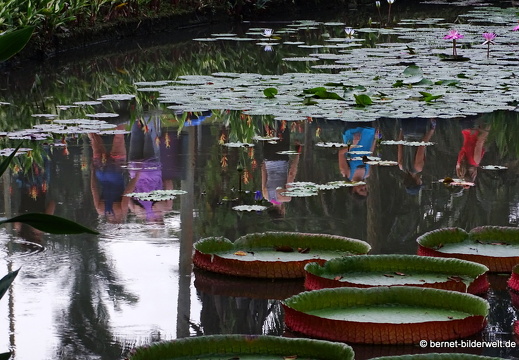 17-02-21-singapur-botanischergarten-022
