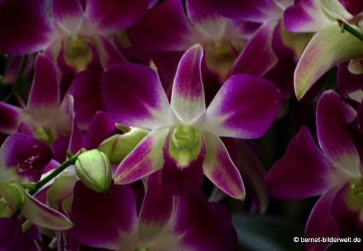 17-02-21-singapur-botanischergarten-035