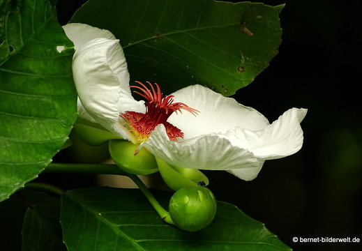 17-02-21-singapur-botanischergarten-059
