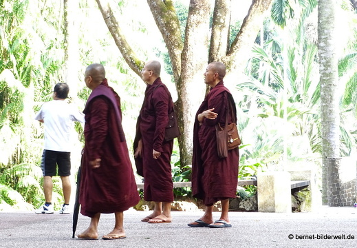 17-02-21-singapur-botanischergarten-088