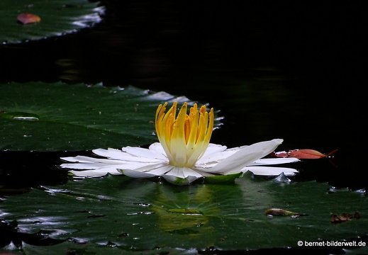 17-02-21-singapur-botanischergarten-100