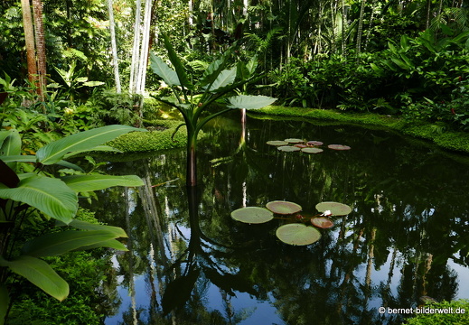 17-02-21-singapur-botanischergarten-103