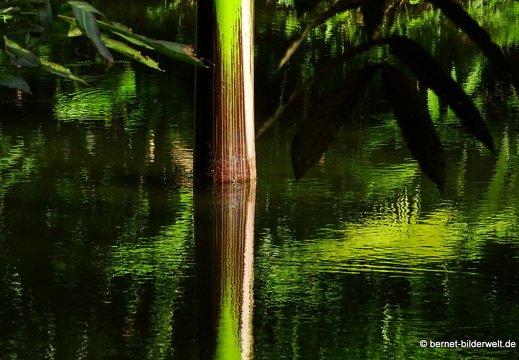 17-02-21-singapur-botanischergarten-112