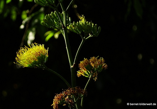 17-02-21-singapur-botanischergarten-151