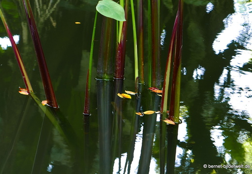 17-02-21-singapur-botanischergarten-107