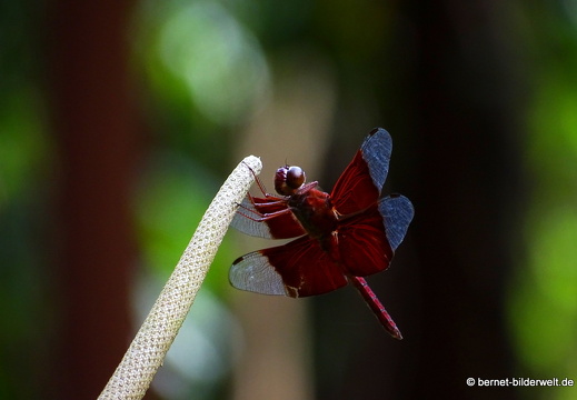 17-02-21-singapur-botanischergarten-181
