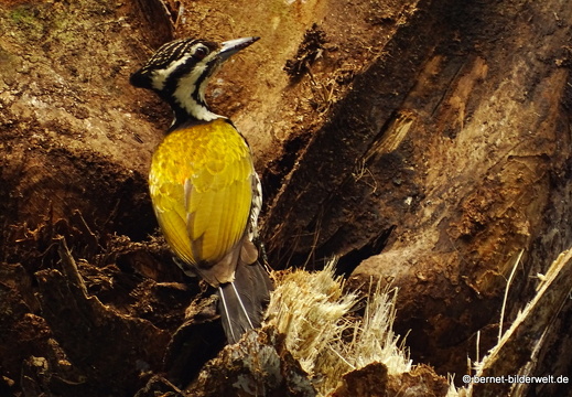 17-02-21-singapur-botanischergarten-feuerrueckenspecht-002
