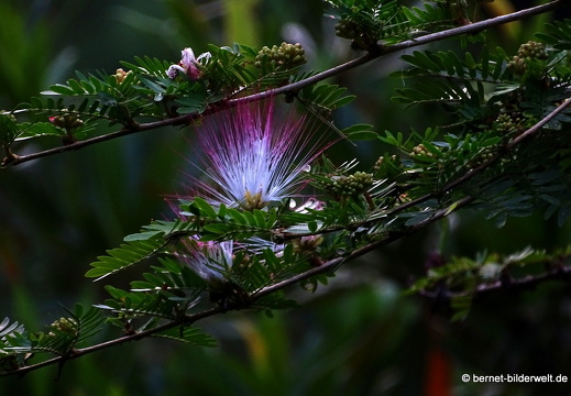 17-02-24-gardensbythebay-073
