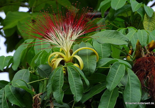 17-02-24-gardensbythebay-274