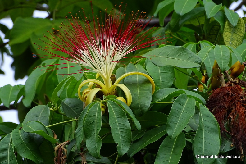 17-02-24-gardensbythebay-274.JPG