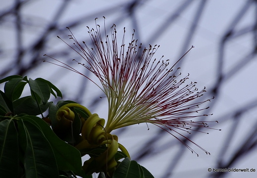 17-02-24-gardensbythebay-276