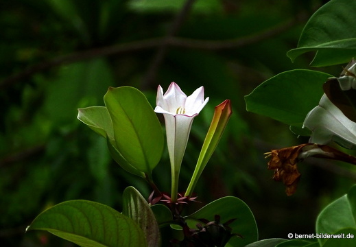 17-02-24-gardensbythebay-335