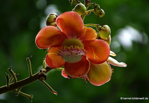 17-02-24-gardensbythebay-324
