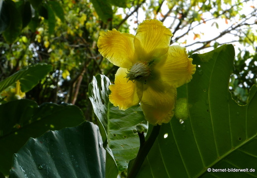 17-02-25-singapur-southernridges-forestwalk-008