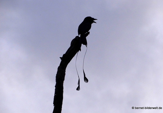 17-02-25-singapur-southernridges-kentridge-canopywalk-flaggendrongo-012