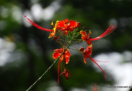 17-02-25-singapur-southernridges-forestwalk-094
