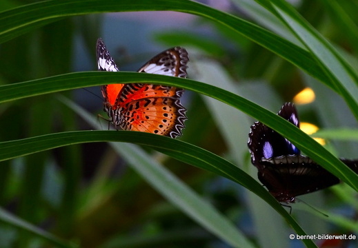 17-02-26-singapur-changiairport-butterflygarden-017