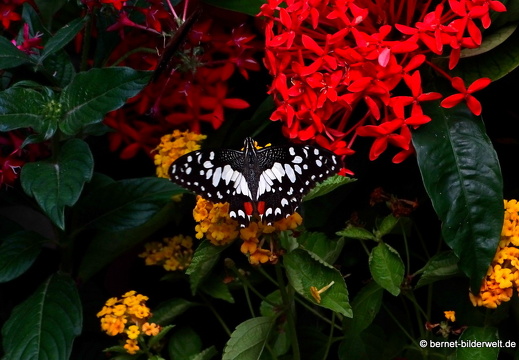 17-02-26-singapur-changiairport-butterflygarden-065