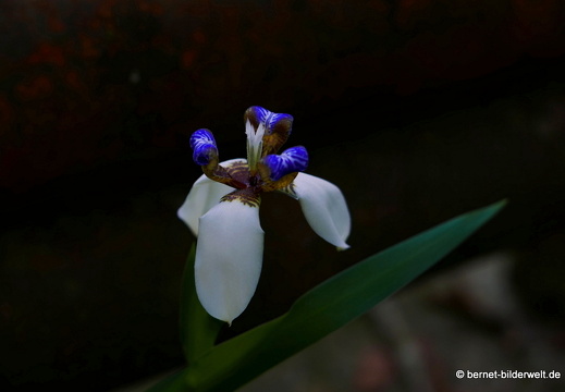 17-02-15-penang hill-097