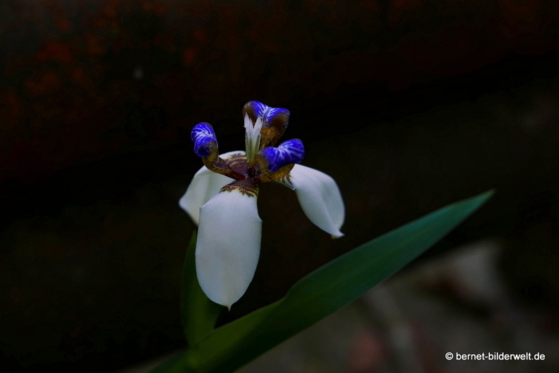 17-02-15-penang hill-097.JPG
