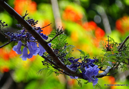 17-02-14-bayanlepas-Taman Awam Metropolitan Relau-park-007