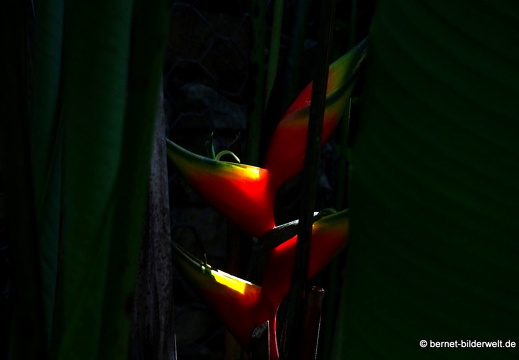 17-02-15-penang hill-121