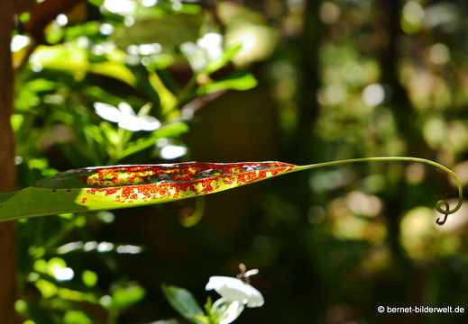 17-02-15-penang hill-145