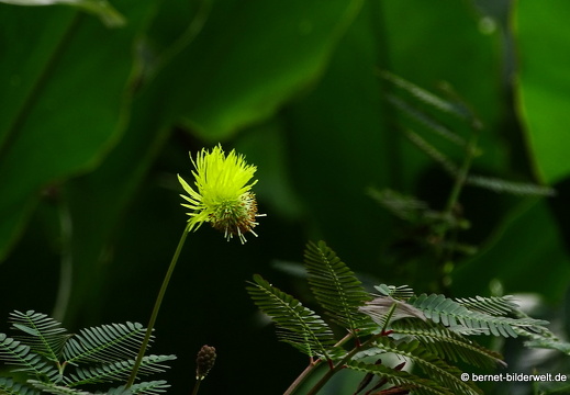 17-02-17-penanghill-thehabitat-005